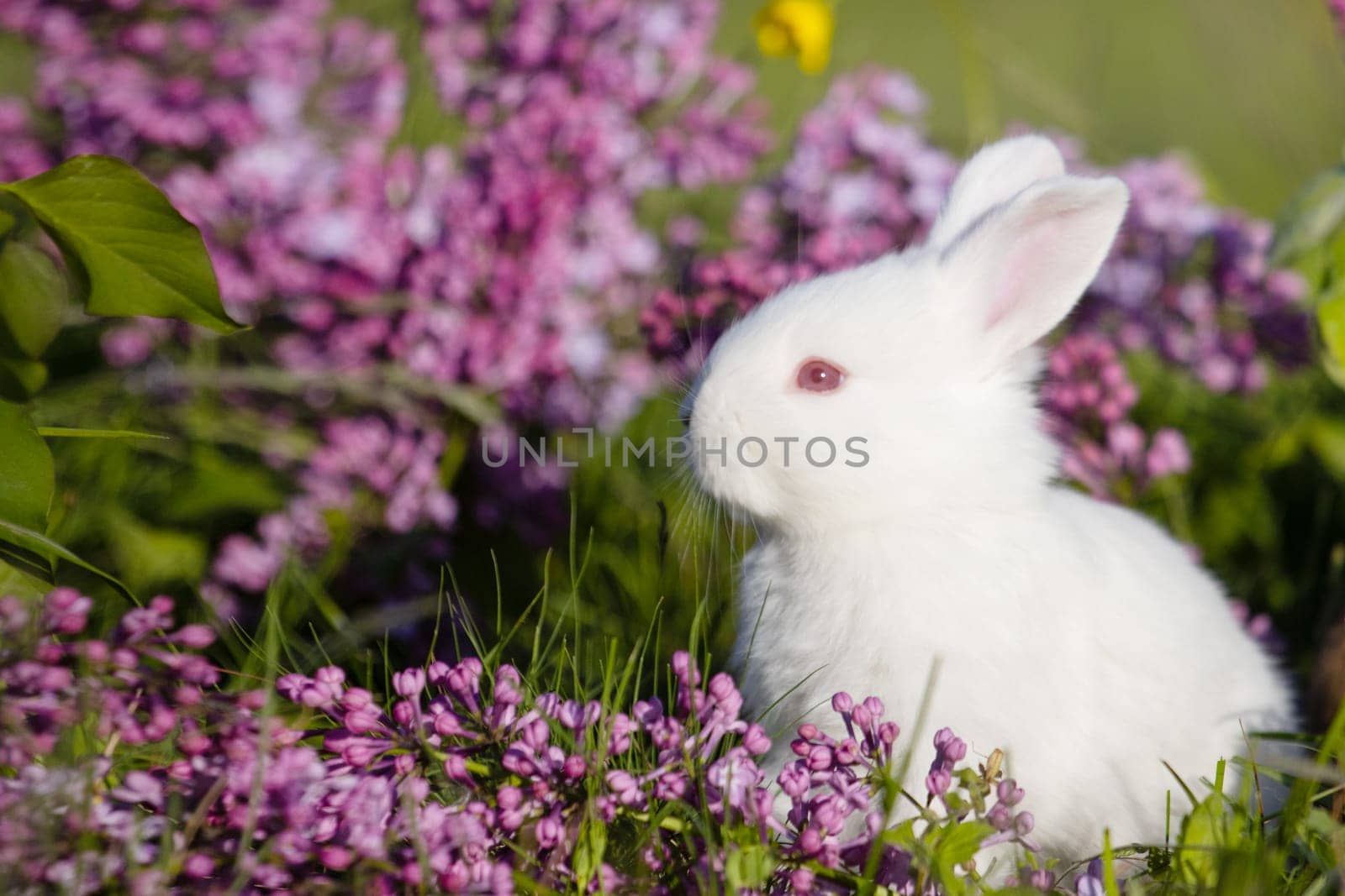 spring white rabbit sits in flowers , baby animals , Easter