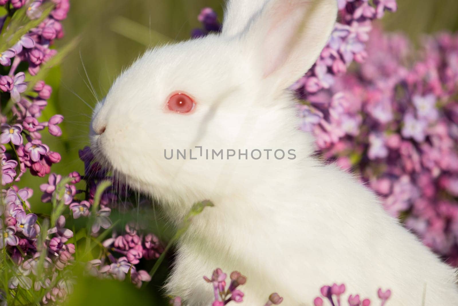 white rabbit jumping surrounded by lilac flowers , baby animals , Easter