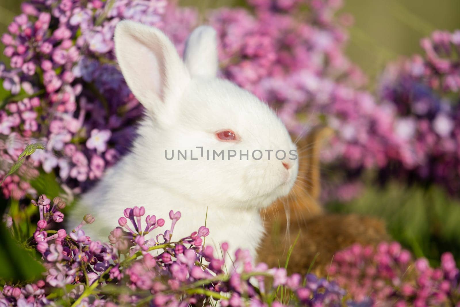 white rabbit surrounded by lilac flowers , baby animals , Easter