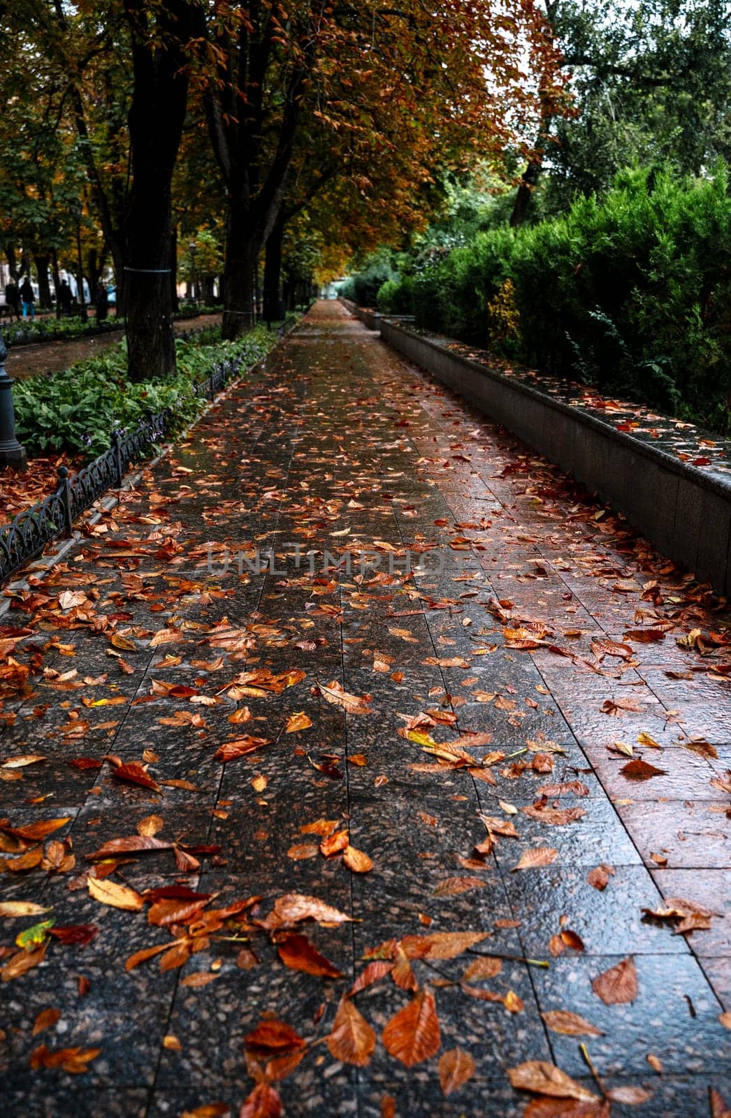 A large tree in a city. High quality photo, a path paved with dark stone tiles in a city park. chestnut trees grow. it's autumn outside. yellow leaves lie on the road