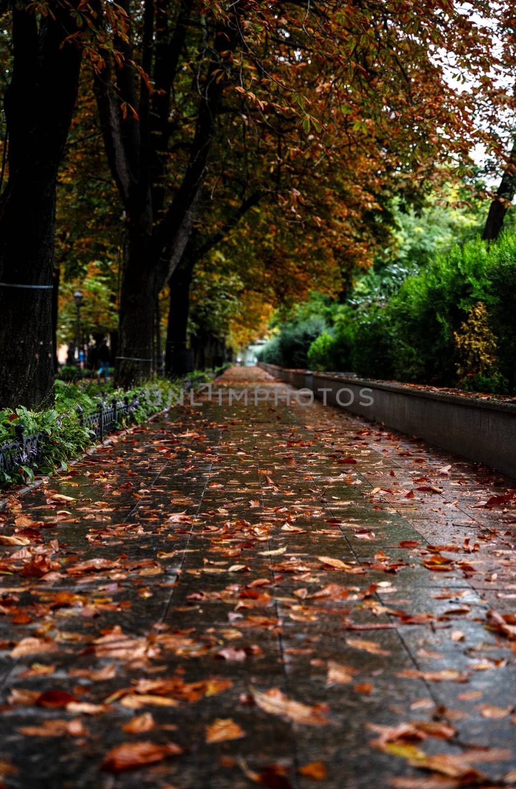 City park after the rain. Walking path leading into the distance. Yellow chestnut trees and green cypresses.