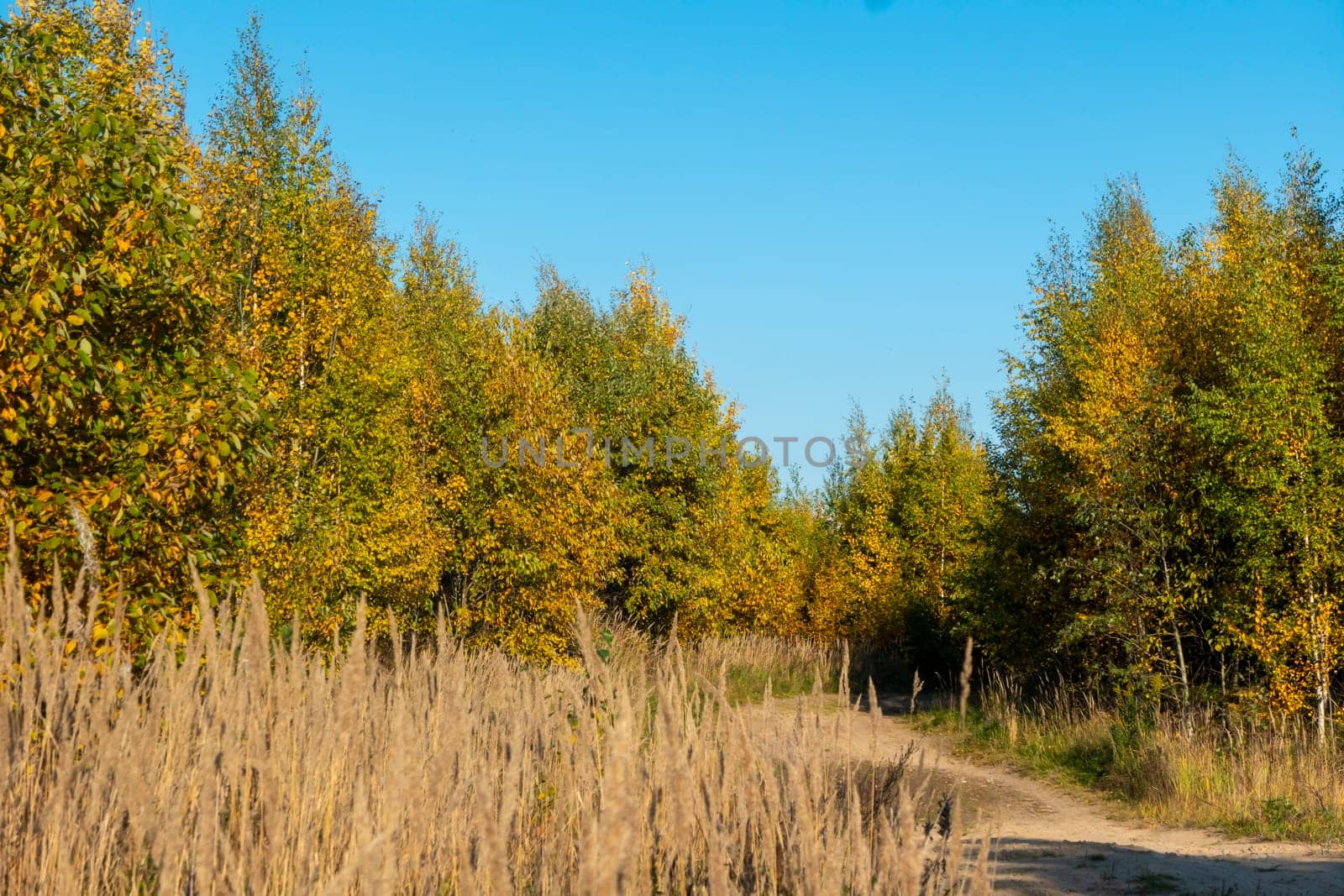Blue sky with white clouds over the crown of a tree with red and yellow leaves. High quality photo