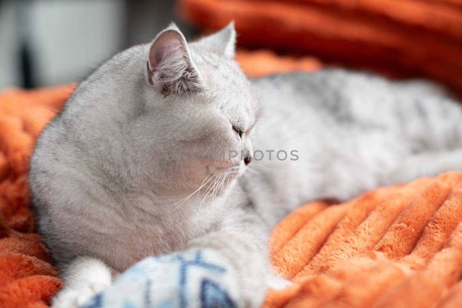 Sleepy kitten with paws sleeps comfortably on orange blanket, rests in warm cozy house,
