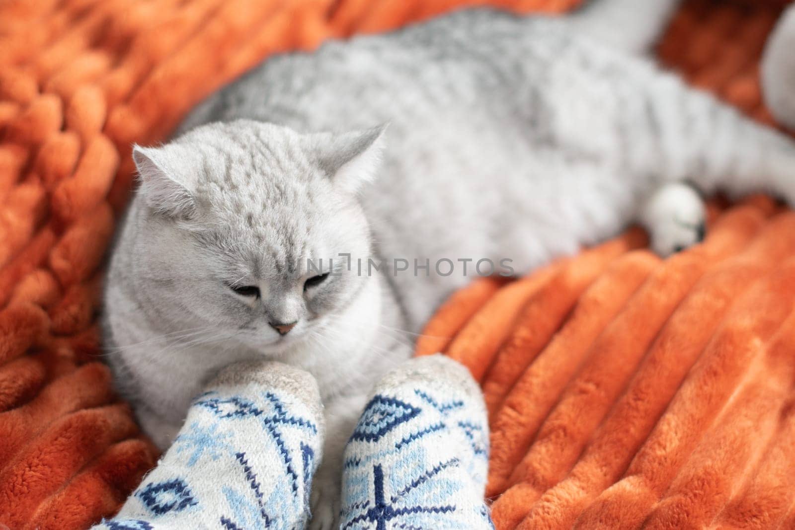 Sleepy kitten with paws sleeps comfortably on orange blanket at owner's feet in woolen socks, family relaxes together,