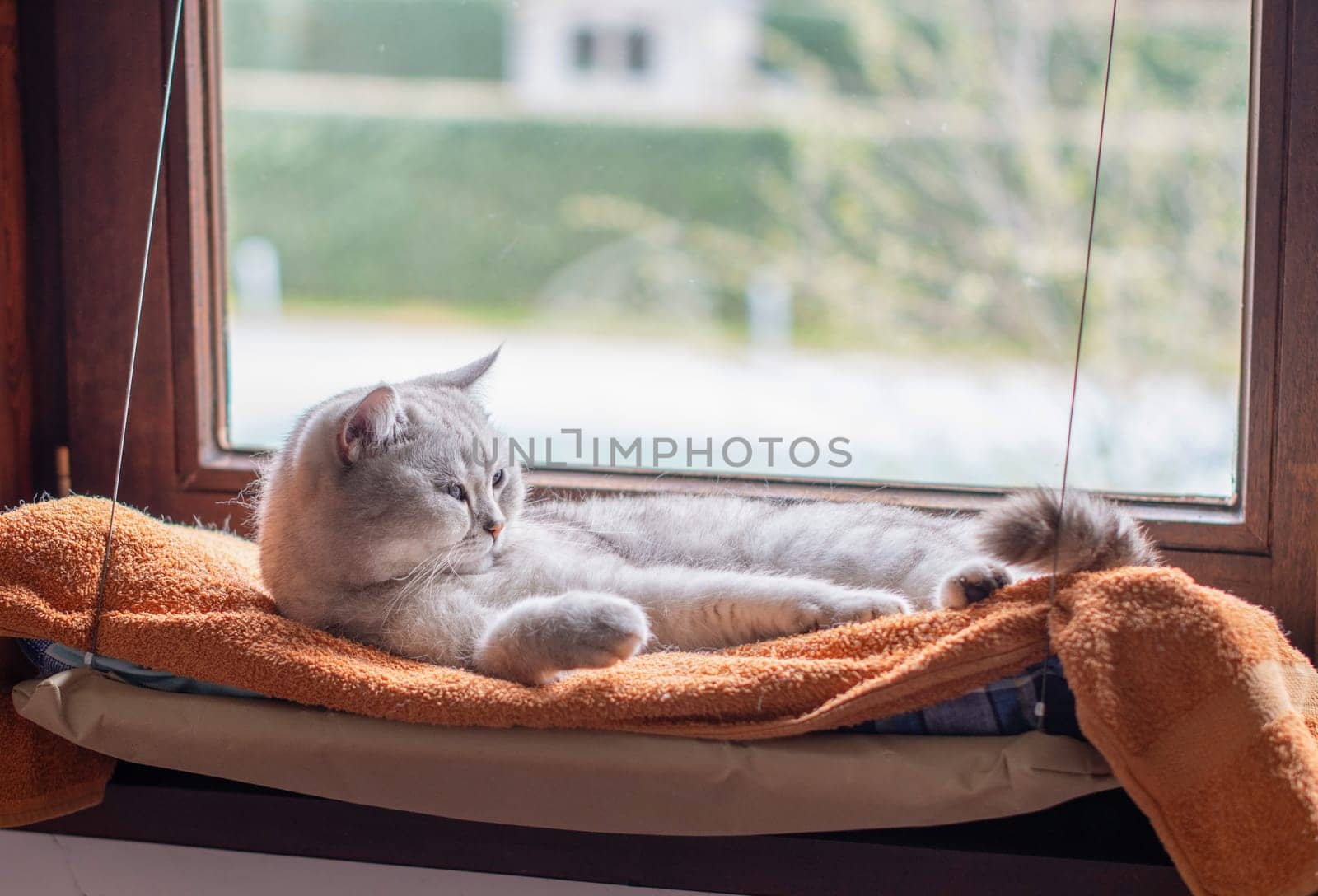 Gray cat lying relaxed on orange blanket on hanging bed on windowsill, warm and cozy atmosphere emphasizing comfort and safety,