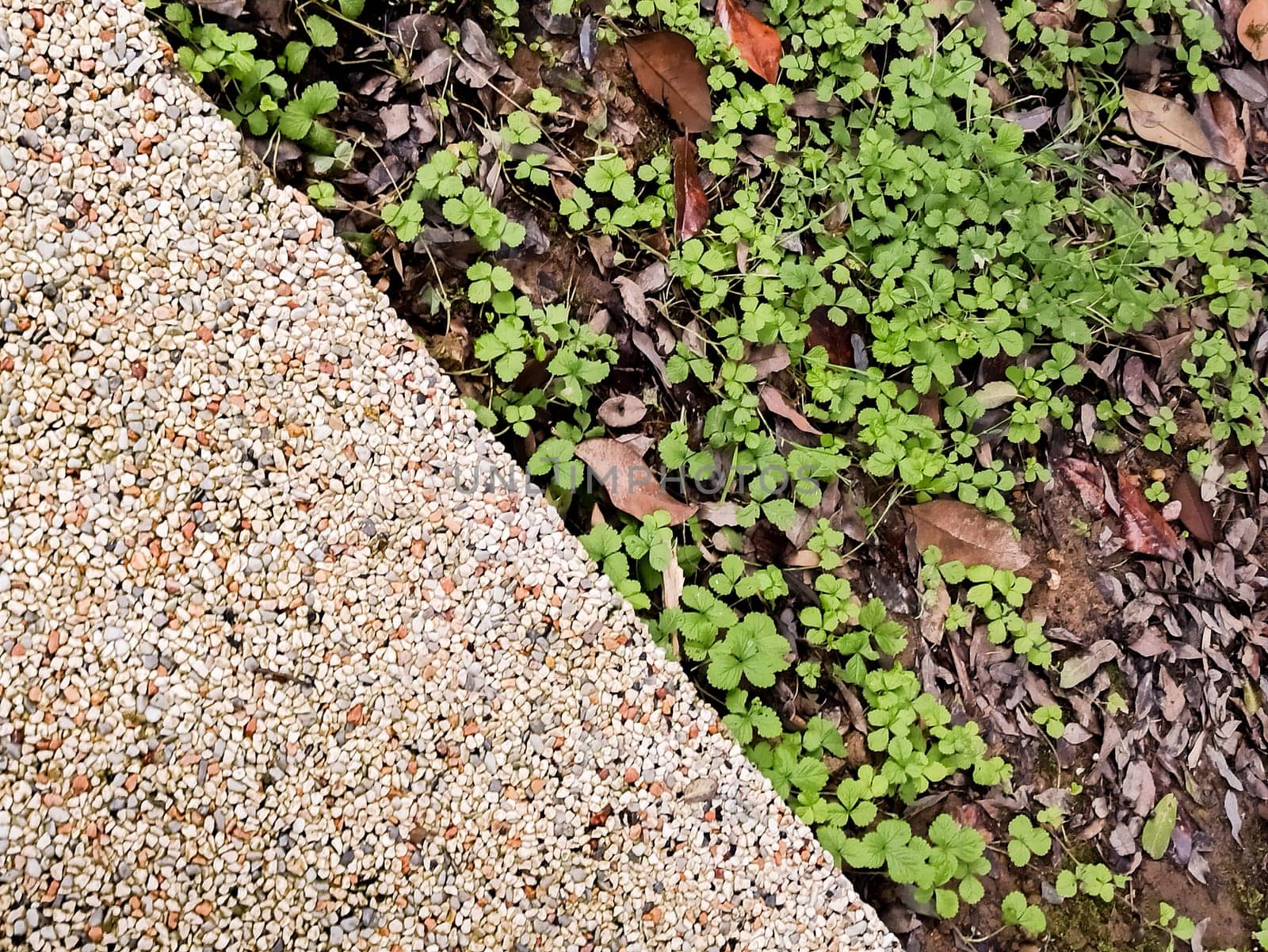 Small green clover plants thrive next to a stone pathway, showcasing natures resilience. Fallen leaves add texture, creating a peaceful outdoor environment in early autumn.