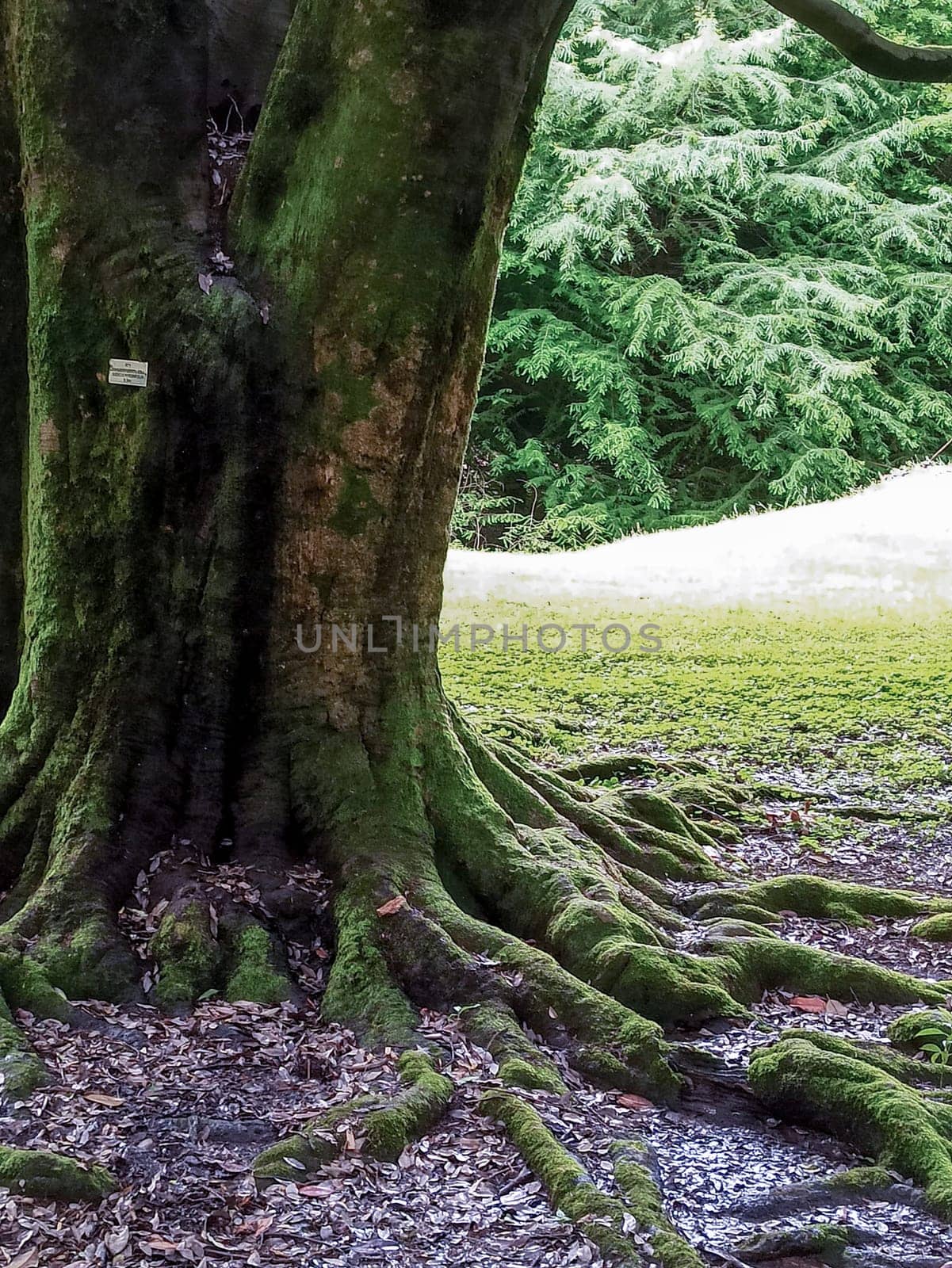 Thick, moss-covered roots extend from a large tree in a serene forest. Sunlight filters through the foliage, creating a peaceful ambience. Leaves and soil are visible around the roots.