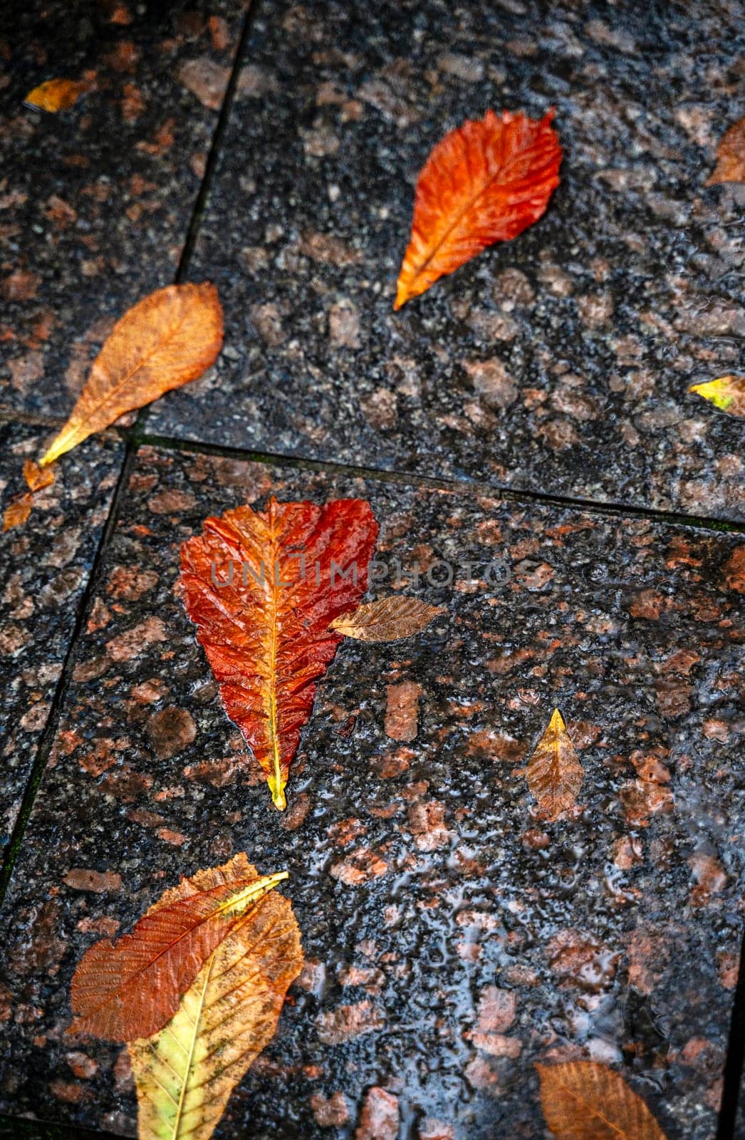 Yellow chestnut leaves lie on a stone path. Leaves look like human footprints after a walk. Yellow leaves taken close-up. Path in a park made of dark stone after rain.