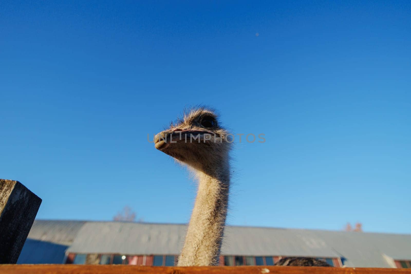 An ostrich is prominently displayed as it explores its surroundings near a wooden fence, with a rustic barn.