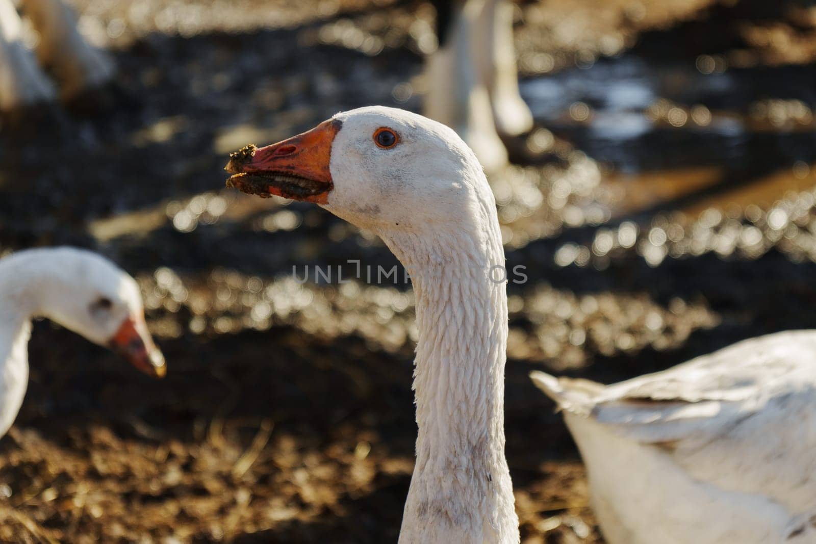 White goose foraging in a rustic farmyard under the warm afternoon sun