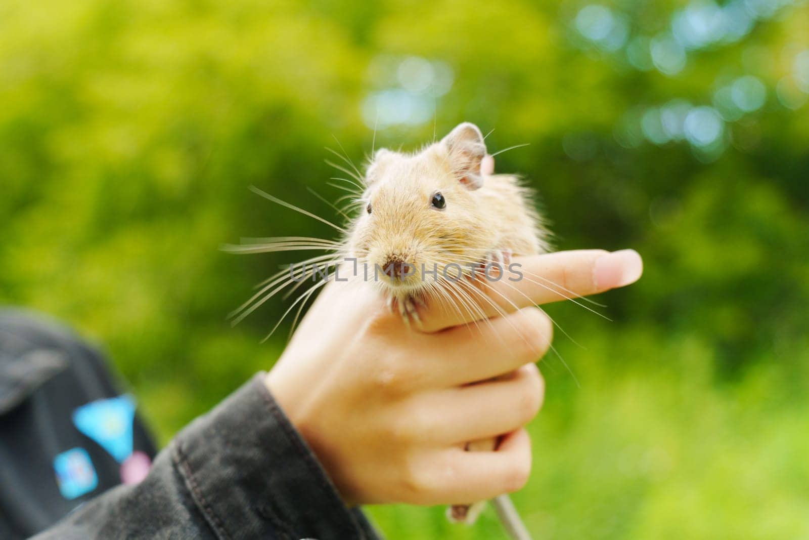 A curious squirrel gently on a hand during a sunny afternoon in the garden