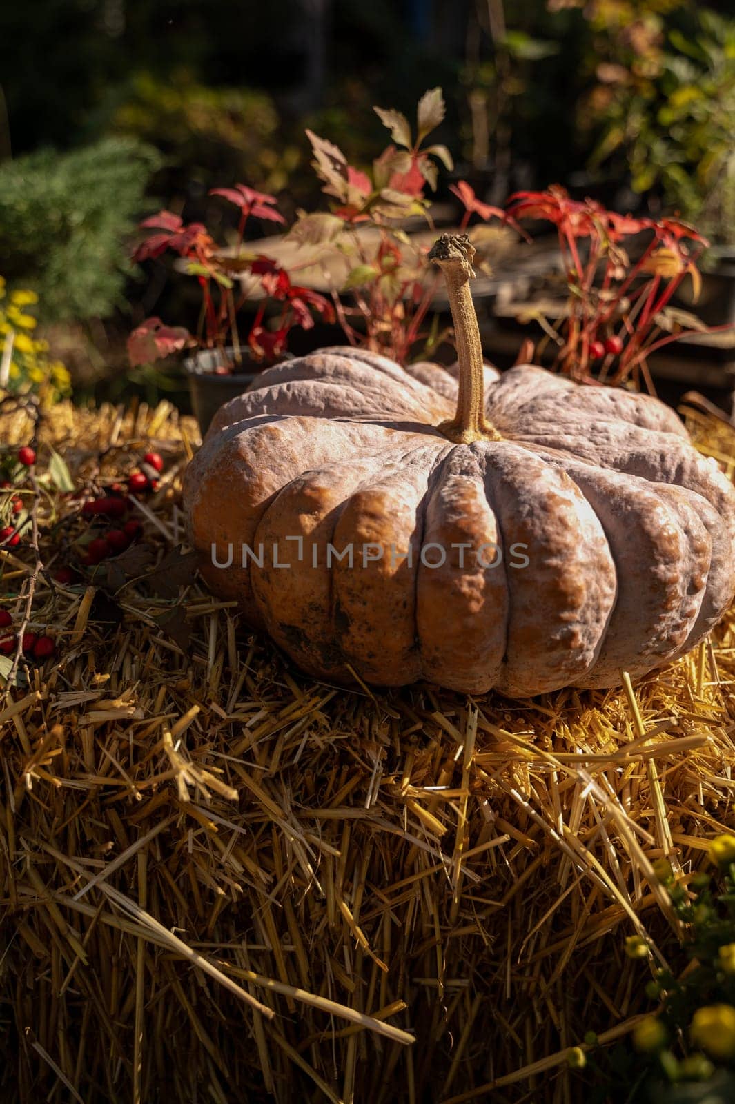 A large yellow pumpkin lies on hay outside. The pumpkin is round, orange, and you can see the wedges on it. There are red grape leaves behind the pumpkin.