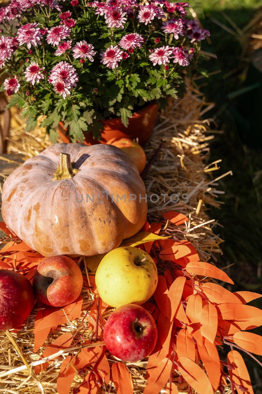 There is a pumpkin lying on the hay. There are red and yellow apples lying on the hay next to it. There are light purple chrysanthemums nearby. The sun is shining.