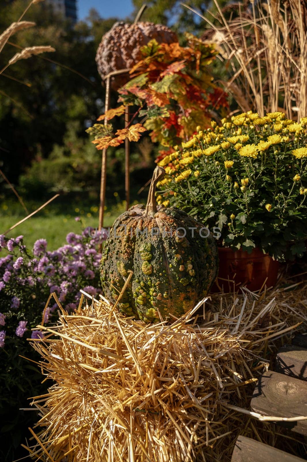 A pile of hay. High quality photo, pumpkin, chrysanthemum flowers, yellow leaves. pumpkin lies on hay. yellow and purple chrysanthemums.