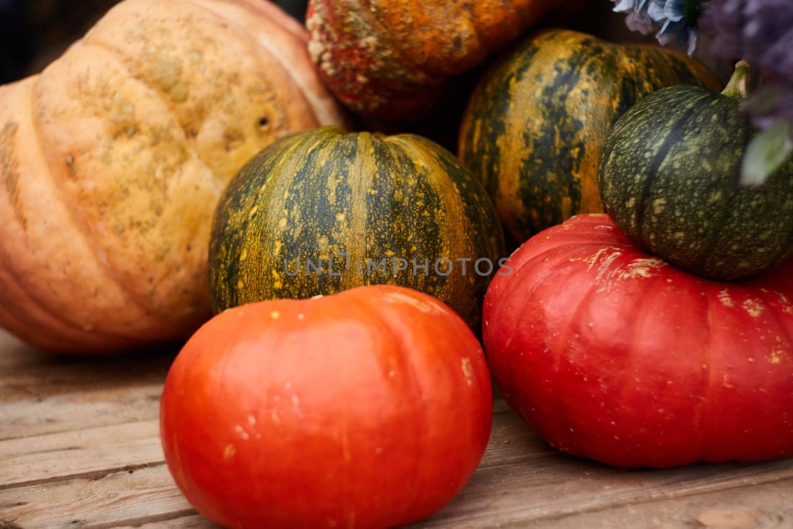 Autumn still life .autumn background . colorful pumpkins. thanksgiving day. Festive harvest festival.
