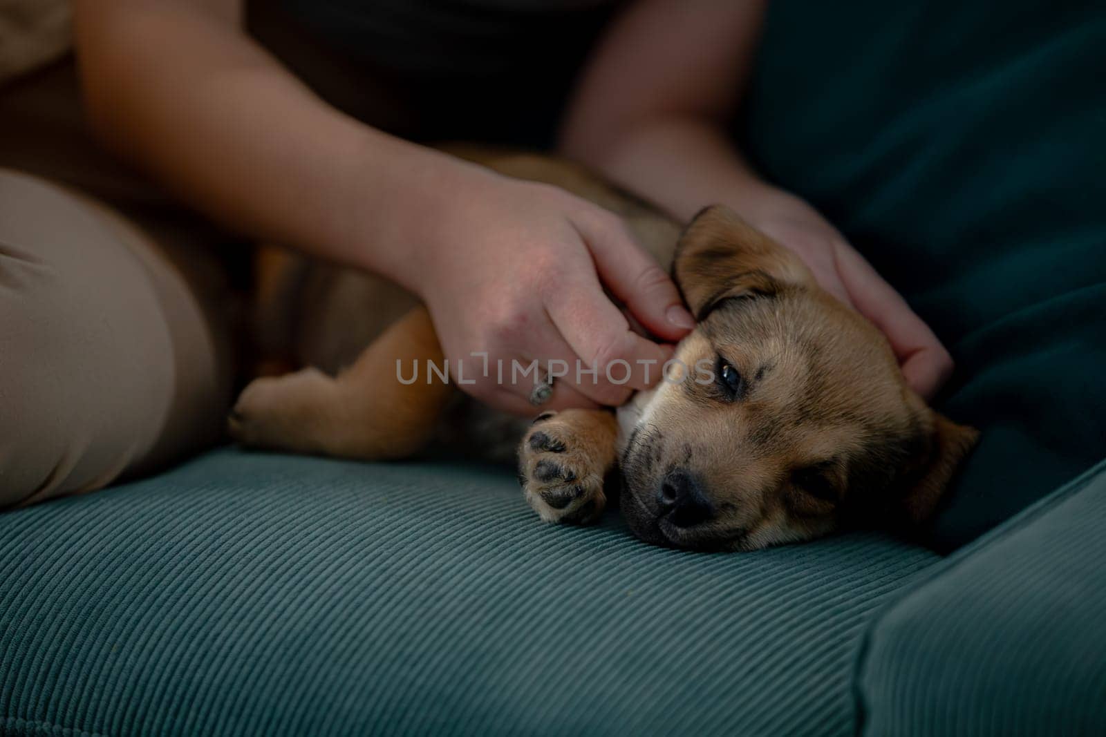A fluffy puppy sleeps peacefully next to its owner, highlighting their strong bond of companionship
