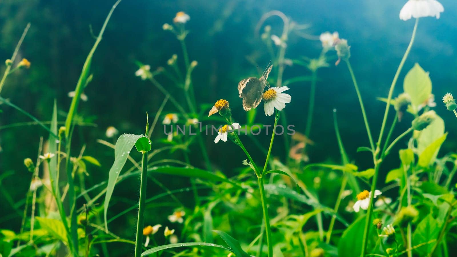 Summer mood background. Energy of Magic wild flora and fauna. Flowers, grass, butterflies.