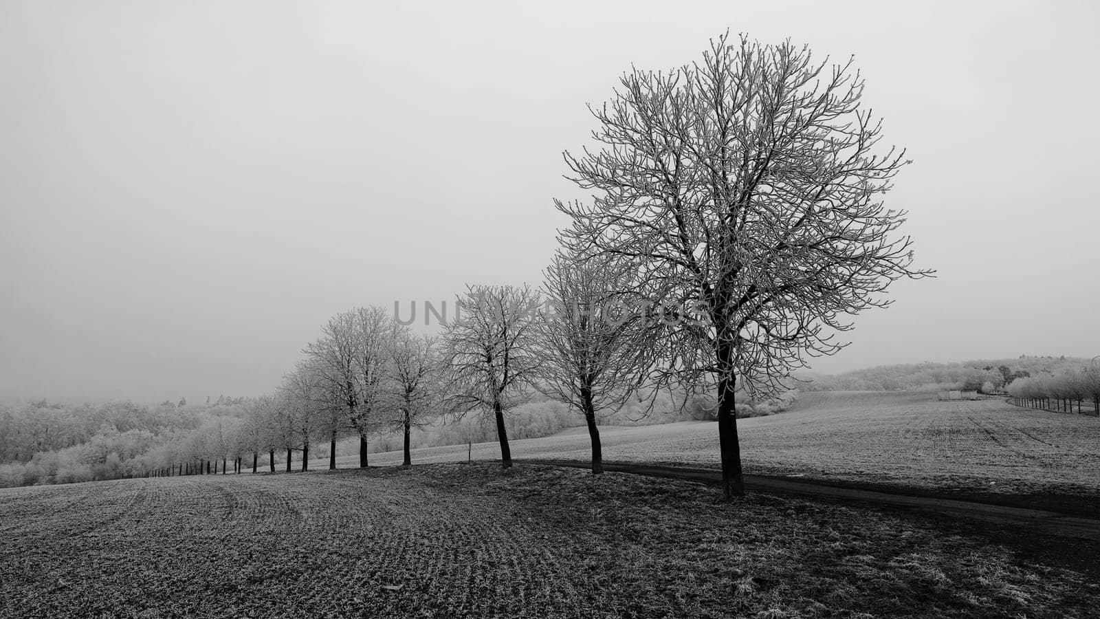A tranquil winter landscape featuring a row of frost-covered trees lined along a country dirt road. The surrounding fields are dusted with frost, creating a serene and minimalist atmosphere under a soft, overcast sky. The photo captures the quiet beauty of nature in the midst of winter.