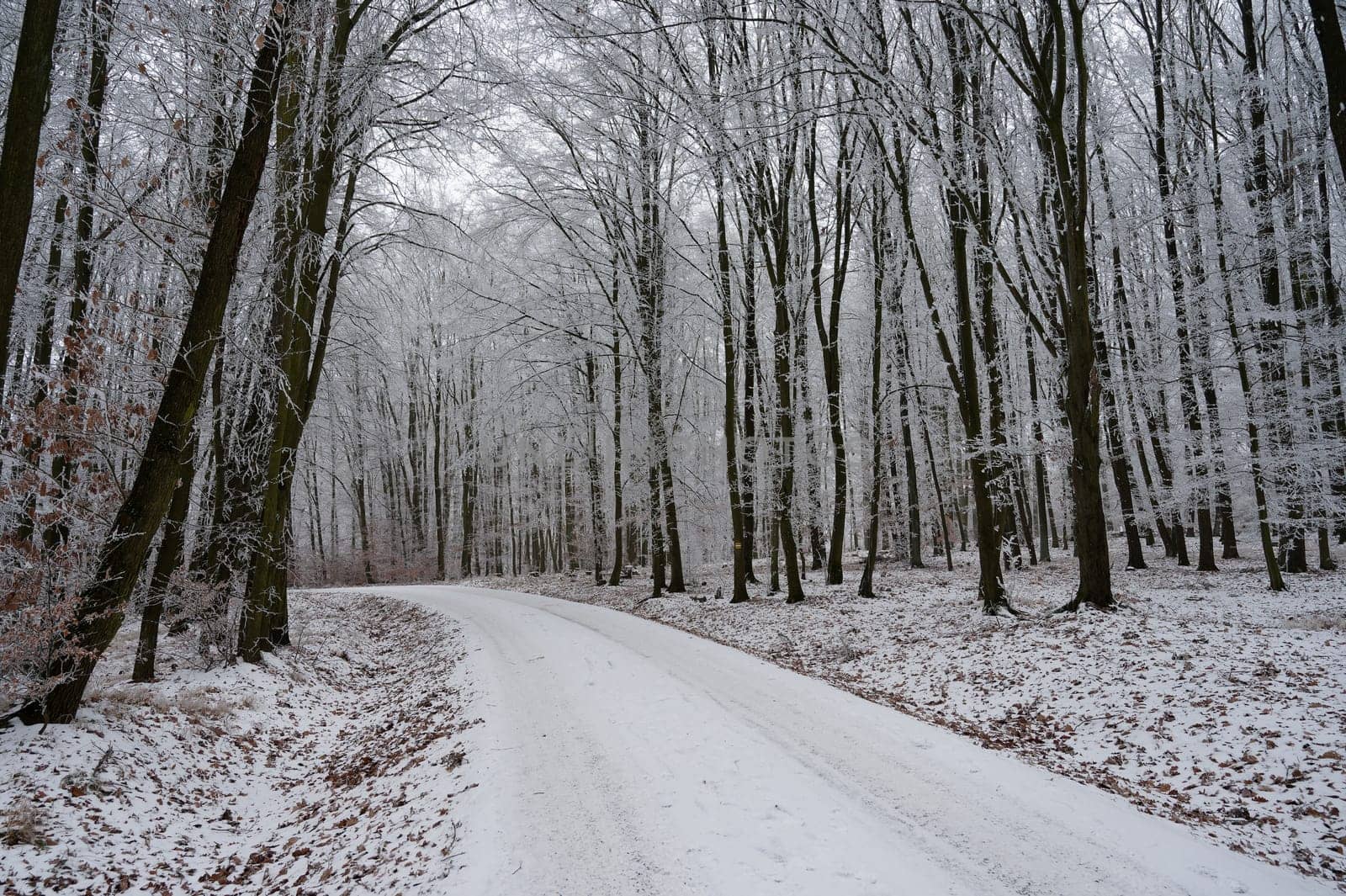 Winter time in the forest. Trees with snow. Nature - landscape.
Concept for winter season and living environment.