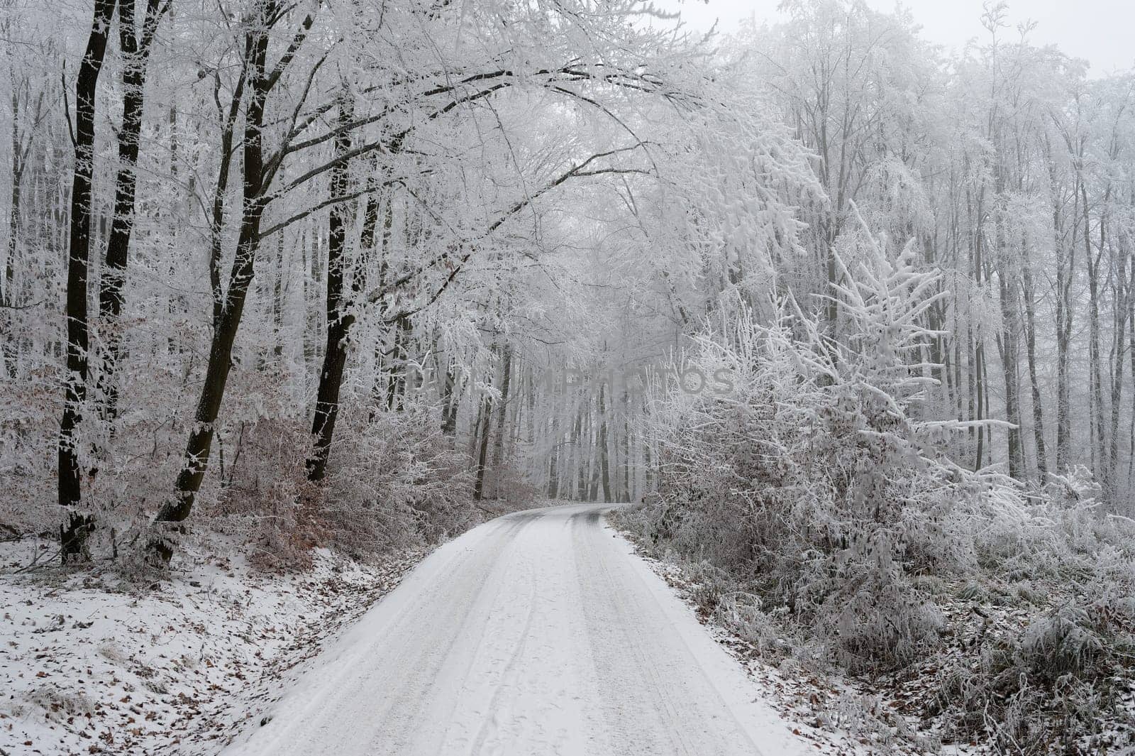 Winter landscape - frosty trees in the forest. Nature covered with snow. Beautiful seasonal natural background.