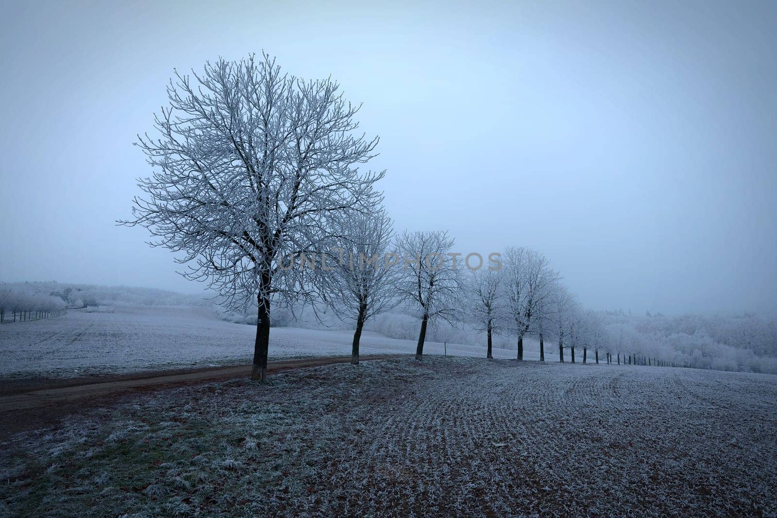 A tranquil winter landscape featuring a row of frost-covered trees lined along a country dirt road. The surrounding fields are dusted with frost, creating a serene and minimalist atmosphere under a soft, overcast sky. The photo captures the quiet beauty of nature in the midst of winter.