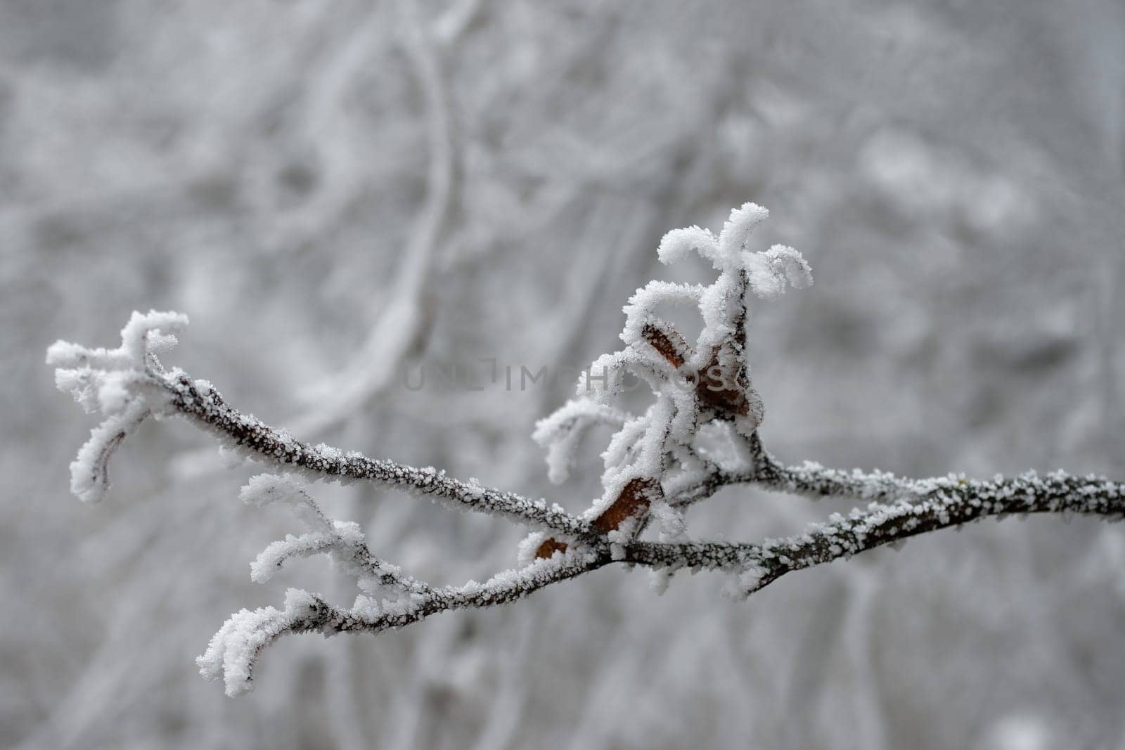 Winter landscape. Frost on branches. Beautiful winter seasonal natural background.