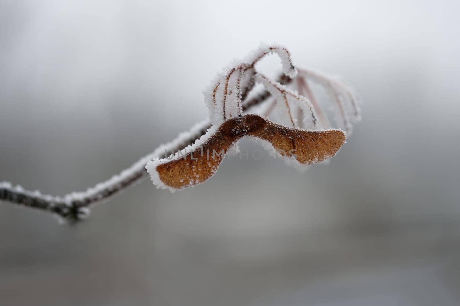 A close-up photograph capturing the delicate beauty of frost-covered autumn leaves on a branch. The golden-brown leaves, partially encrusted with snow and ice, stand out against a softly blurred winter forest background.