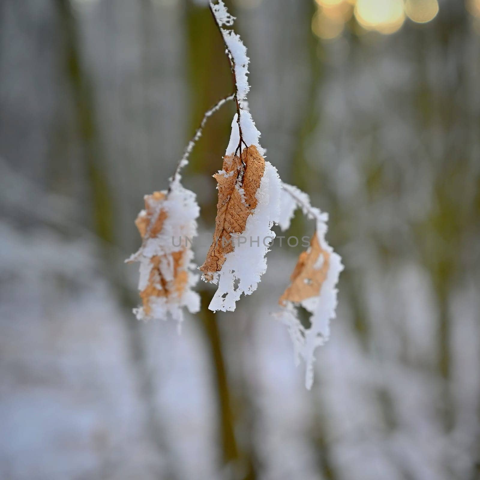 A close-up photograph capturing the delicate beauty of frost-covered autumn leaves on a branch. The golden-brown leaves, partially encrusted with snow and ice, stand out against a softly blurred winter forest background.