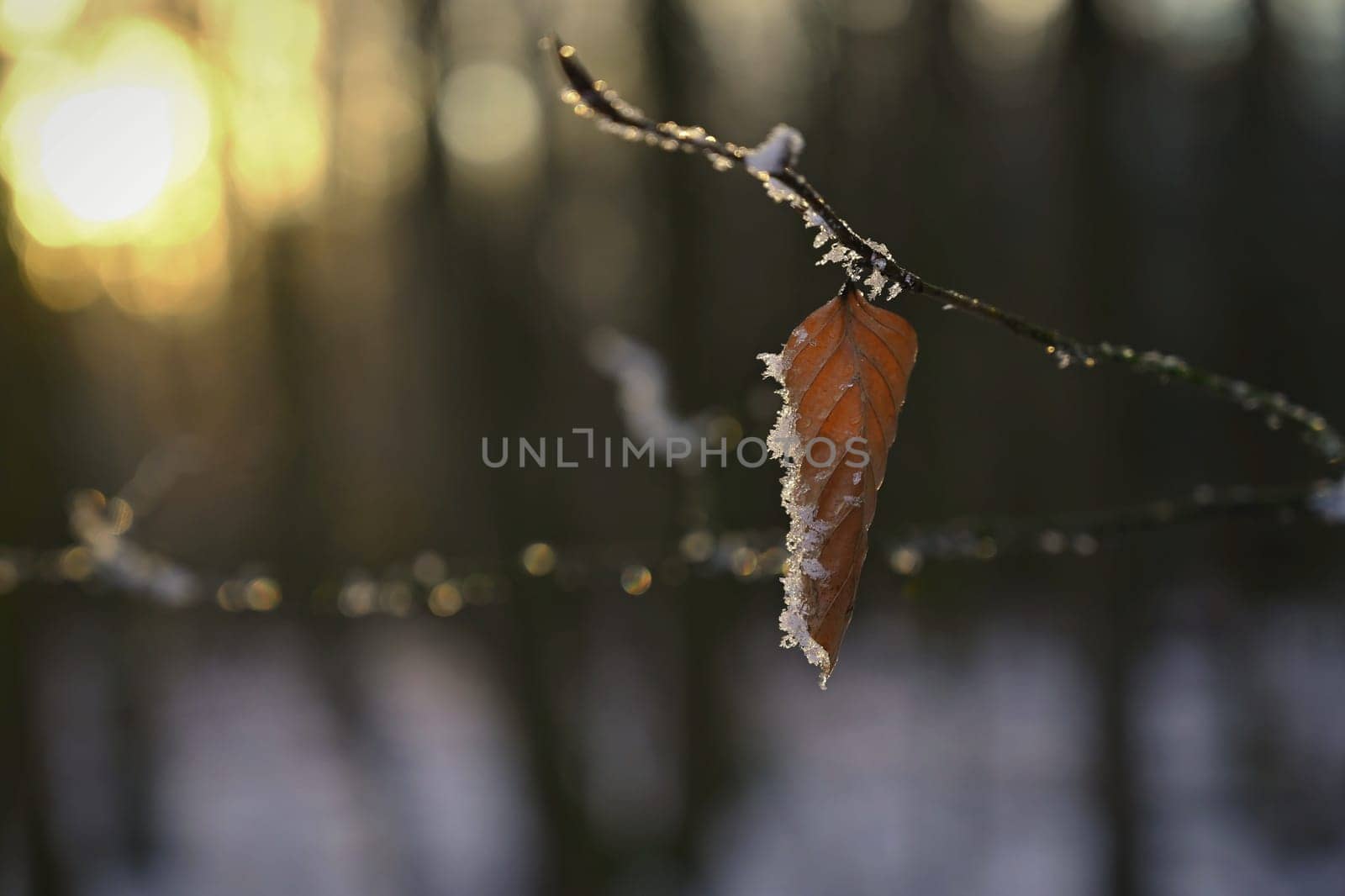 A close-up photograph capturing the delicate beauty of frost-covered autumn leaves on a branch. The golden-brown leaves, partially encrusted with snow and ice, stand out against a softly blurred winter forest background.
