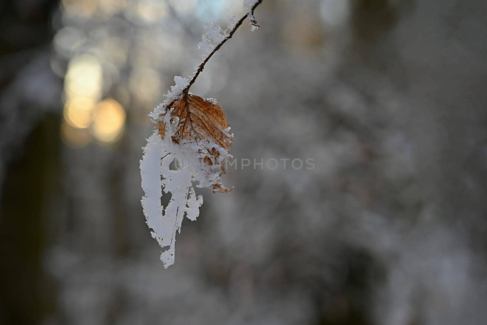 A close-up photograph capturing the delicate beauty of frost-covered autumn leaves on a branch. The golden-brown leaves, partially encrusted with snow and ice, stand out against a softly blurred winter forest background.