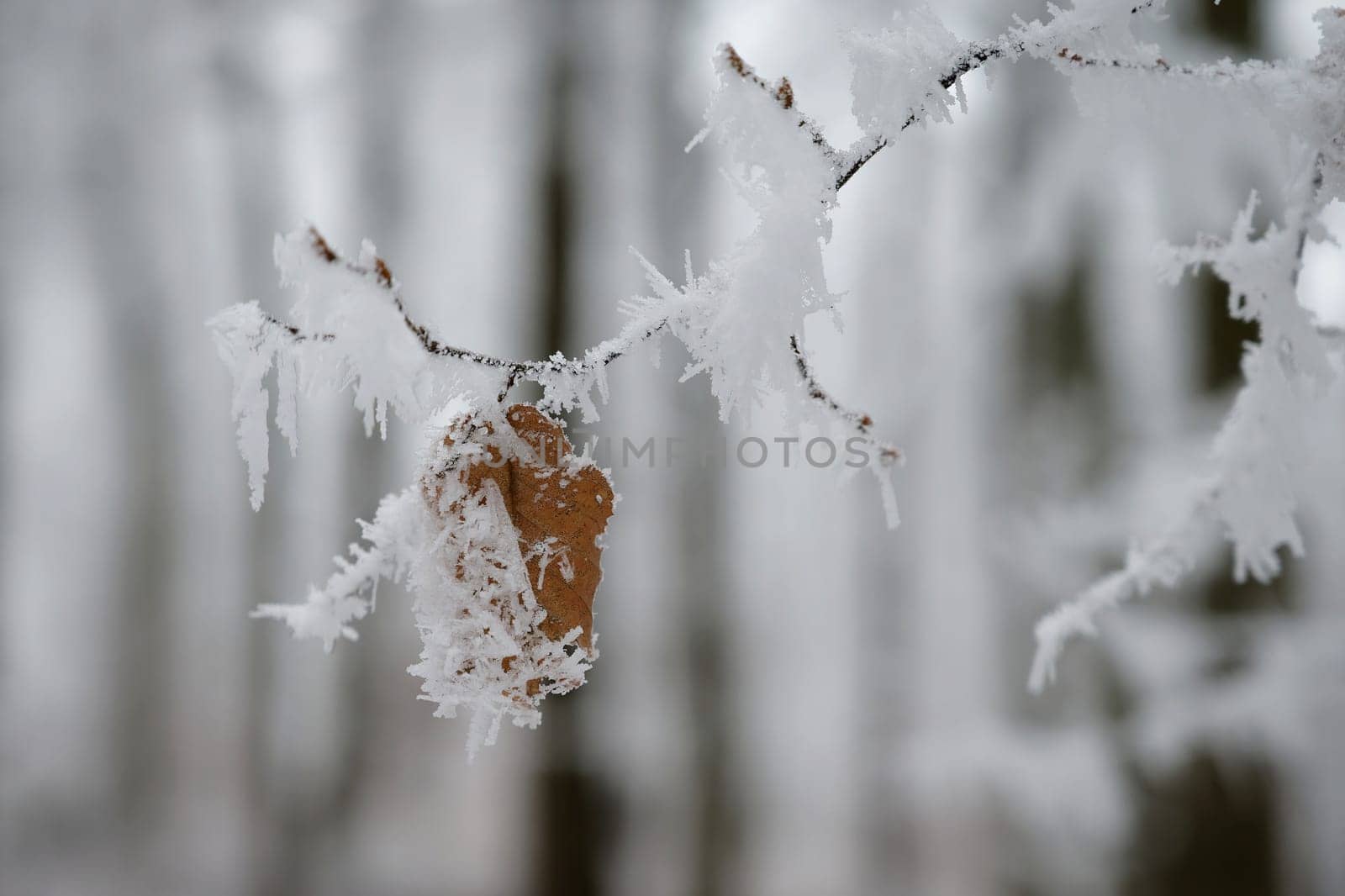 A close-up photograph capturing the delicate beauty of frost-covered autumn leaves on a branch. The golden-brown leaves, partially encrusted with snow and ice, stand out against a softly blurred winter forest background.