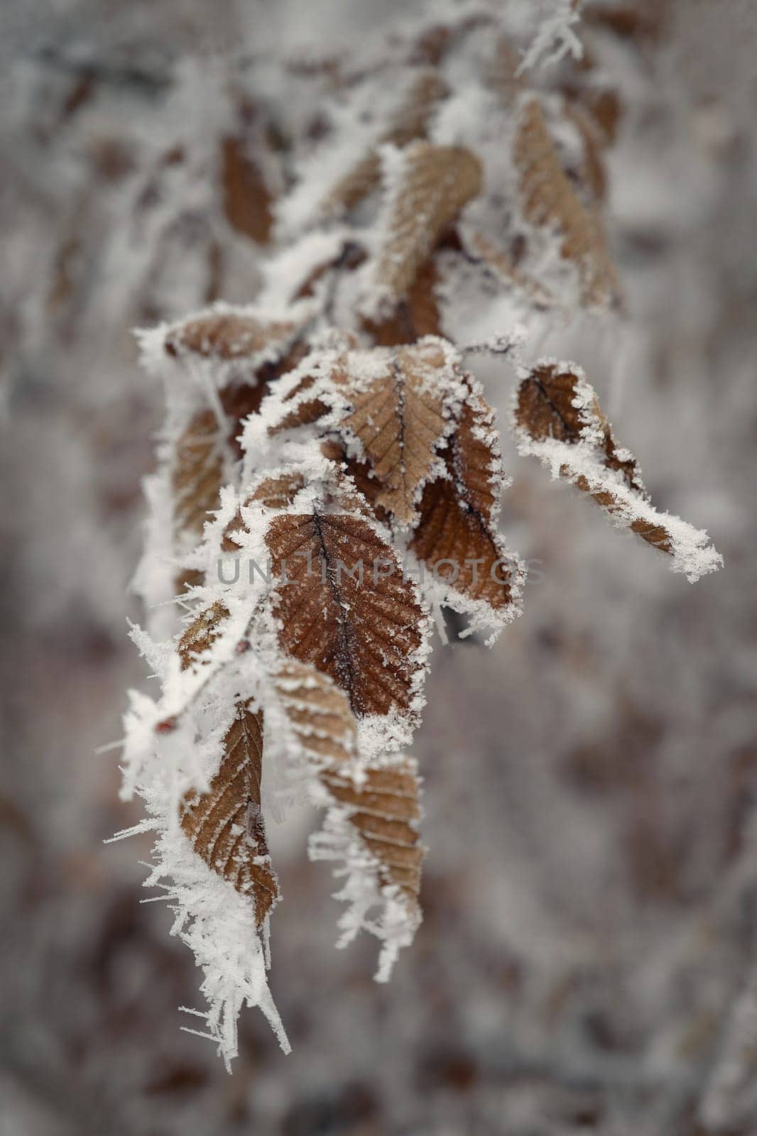 A close-up photograph capturing the delicate beauty of frost-covered autumn leaves on a branch. The golden-brown leaves, partially encrusted with snow and ice, stand out against a softly blurred winter forest background.