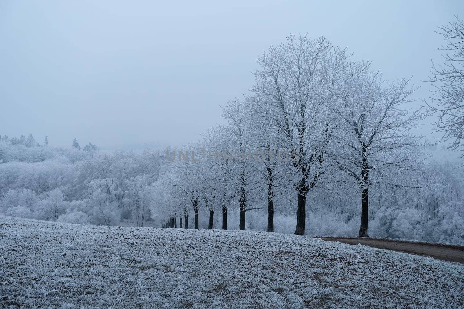 A tranquil winter landscape featuring a row of frost-covered trees lined along a country dirt road. The surrounding fields are dusted with frost, creating a serene and minimalist atmosphere under a soft, overcast sky. The photo captures the quiet beauty of nature in the midst of winter.