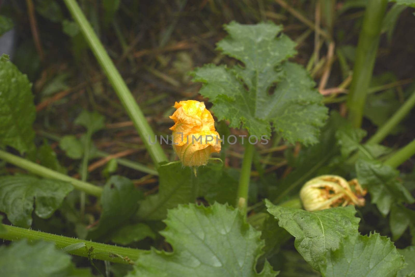 young squash at field organic eco farm. Zucchini cultivation.