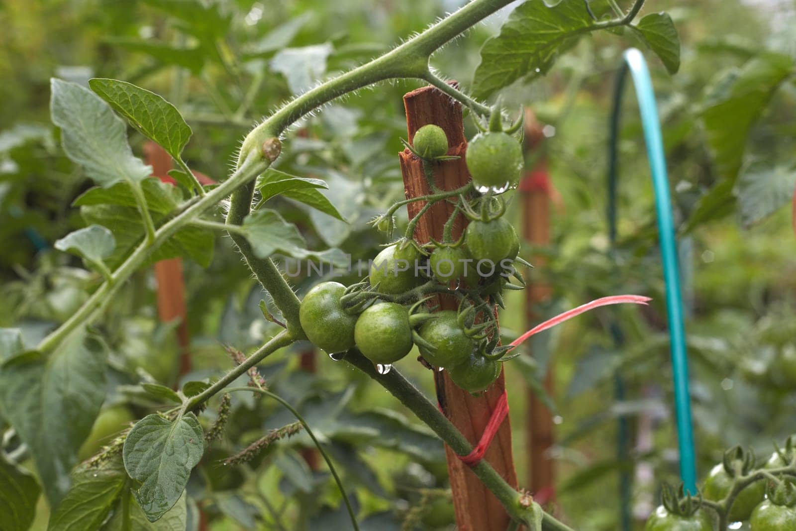 an unripe green tomato on a bush in a garden with wooden plant supports