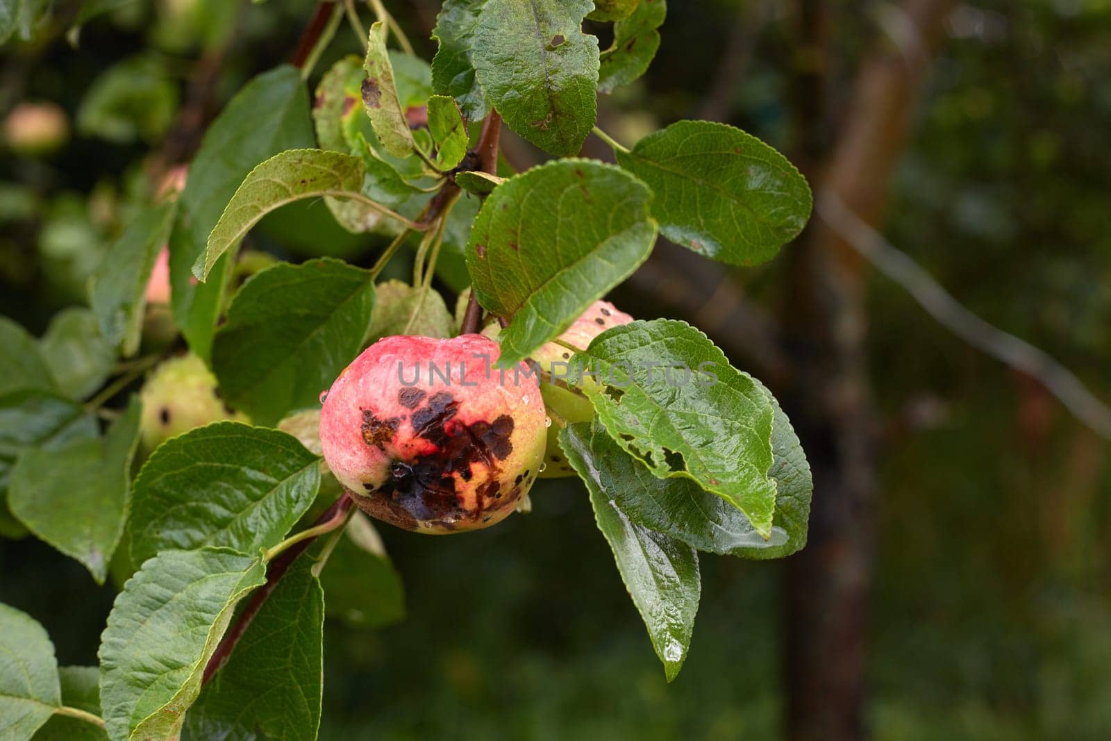 Red apples hanging on branch garden