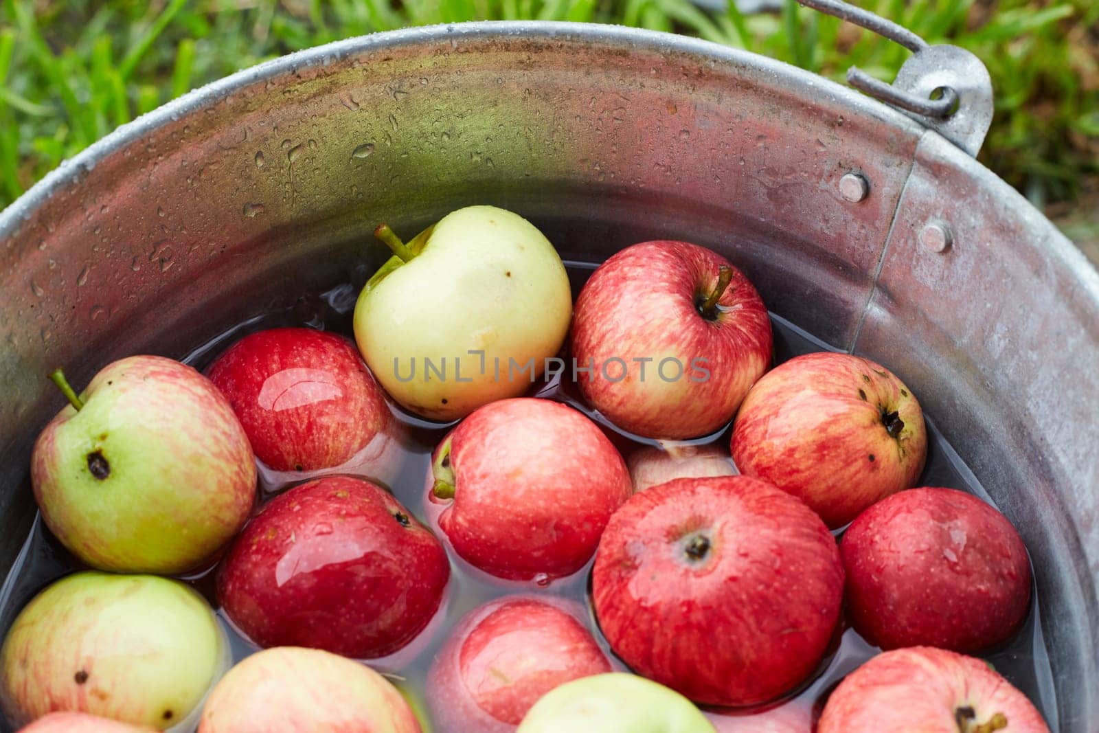 yellow and red apples are in a metal bucket with water. picking apples. autumn harvest.