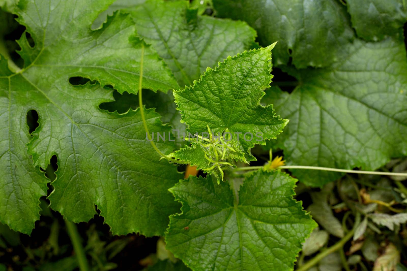 young squash at field organic eco farm. Zucchini cultivation.