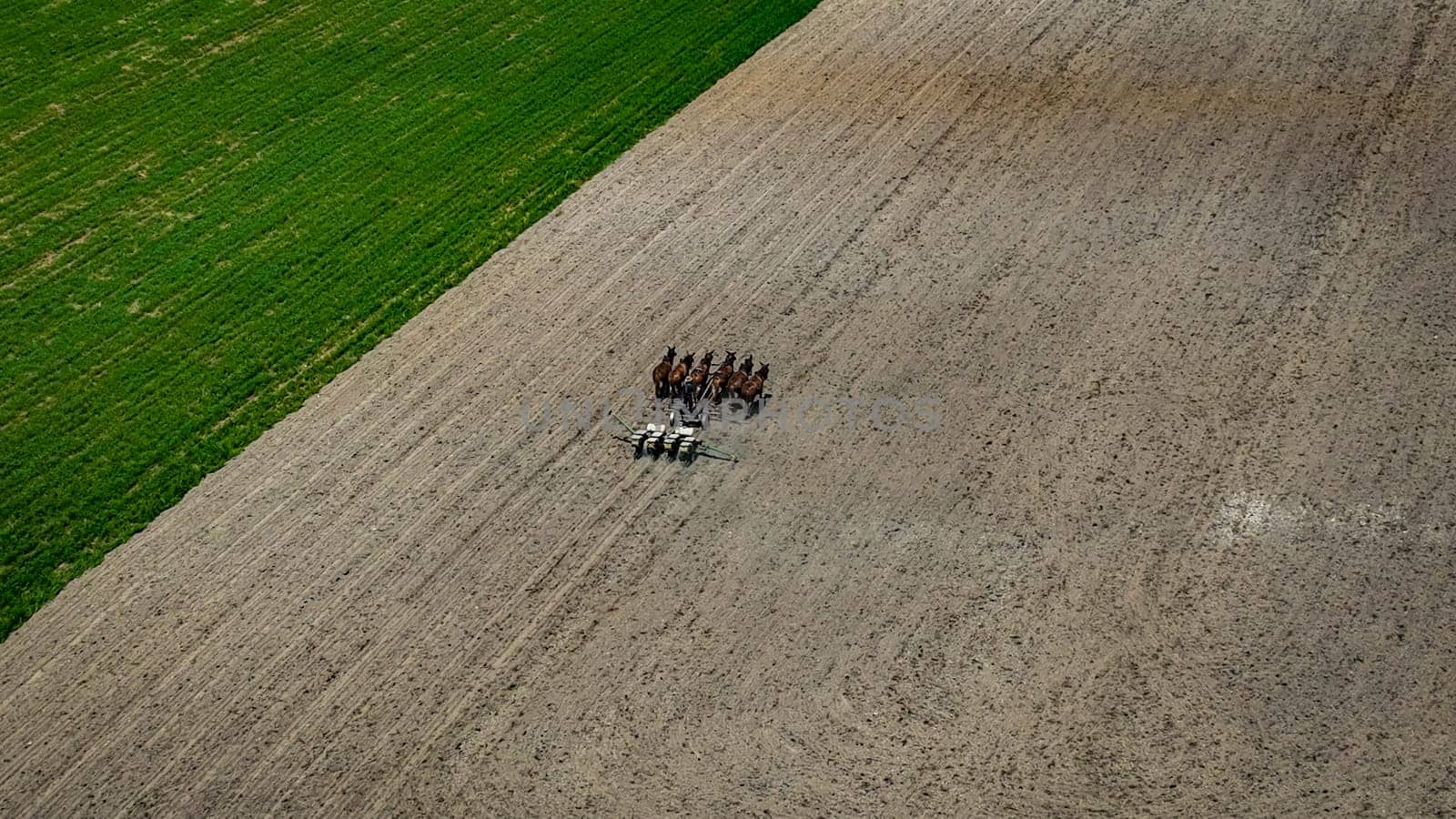 Horses are seen working together to plow a large, freshly tilled field. The landscape shows contrasting green grass and brown earth under clear skies, suggesting warm weather.