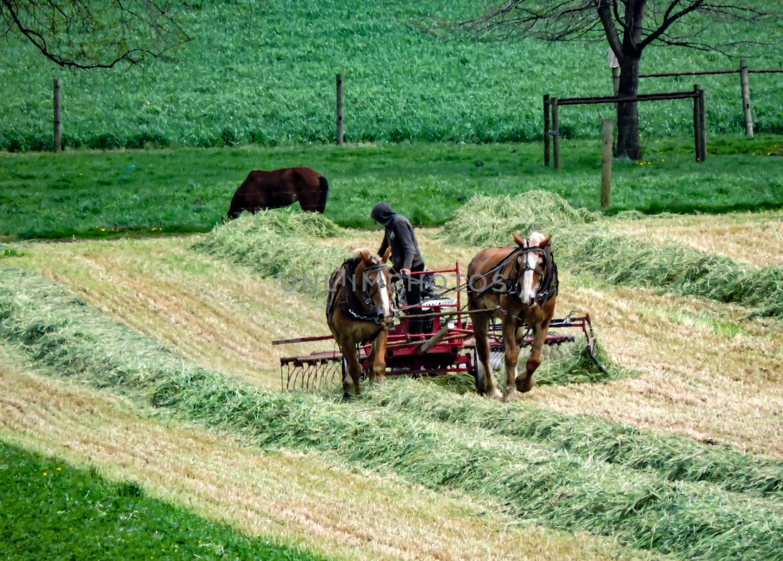 A worker uses horses to harvest hay in a lush green field. The task takes place under a clear sky, showcasing the beauty of spring farming activities.