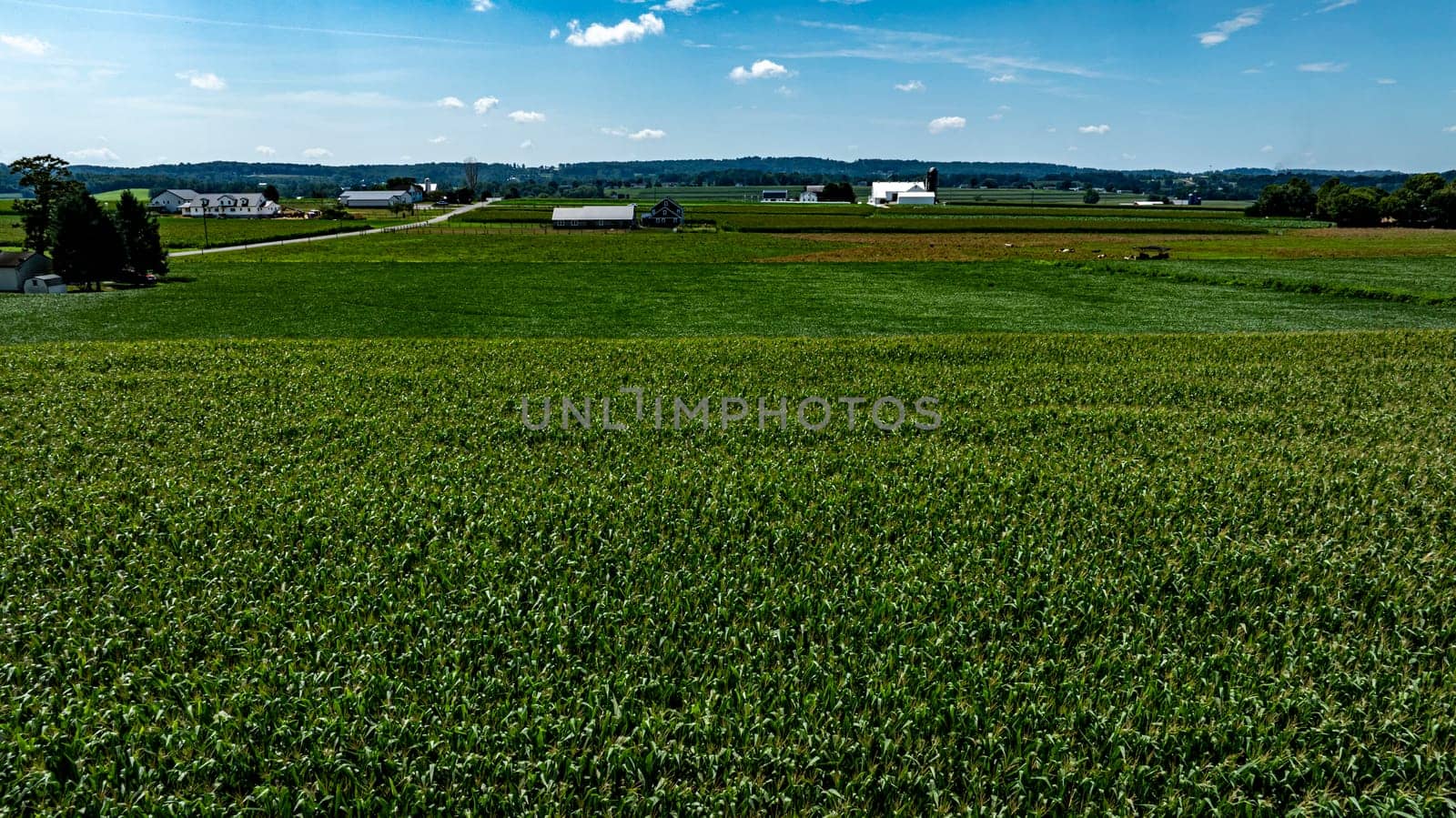 A vast expanse of green corn plants fills the landscape under a bright blue sky. Farm buildings dot the horizon, showcasing a rural setting rich in agricultural life.
