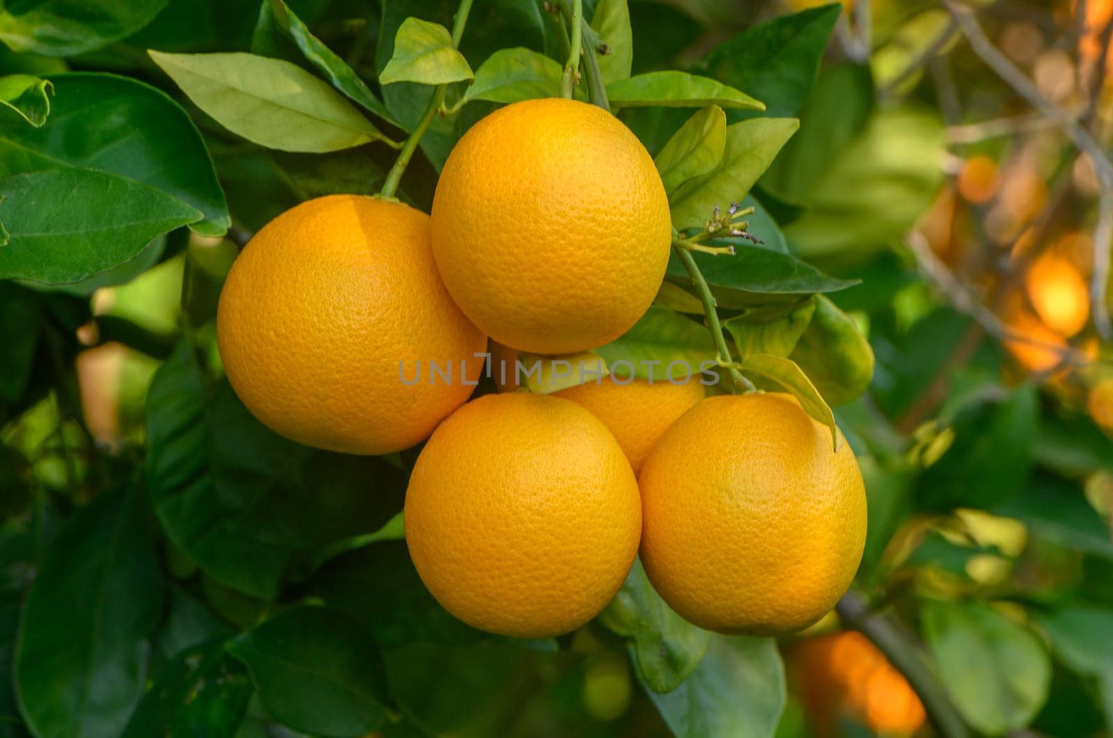 Juicy oranges thrive under warm sunlight, showcasing their bright hue against lush green foliage.