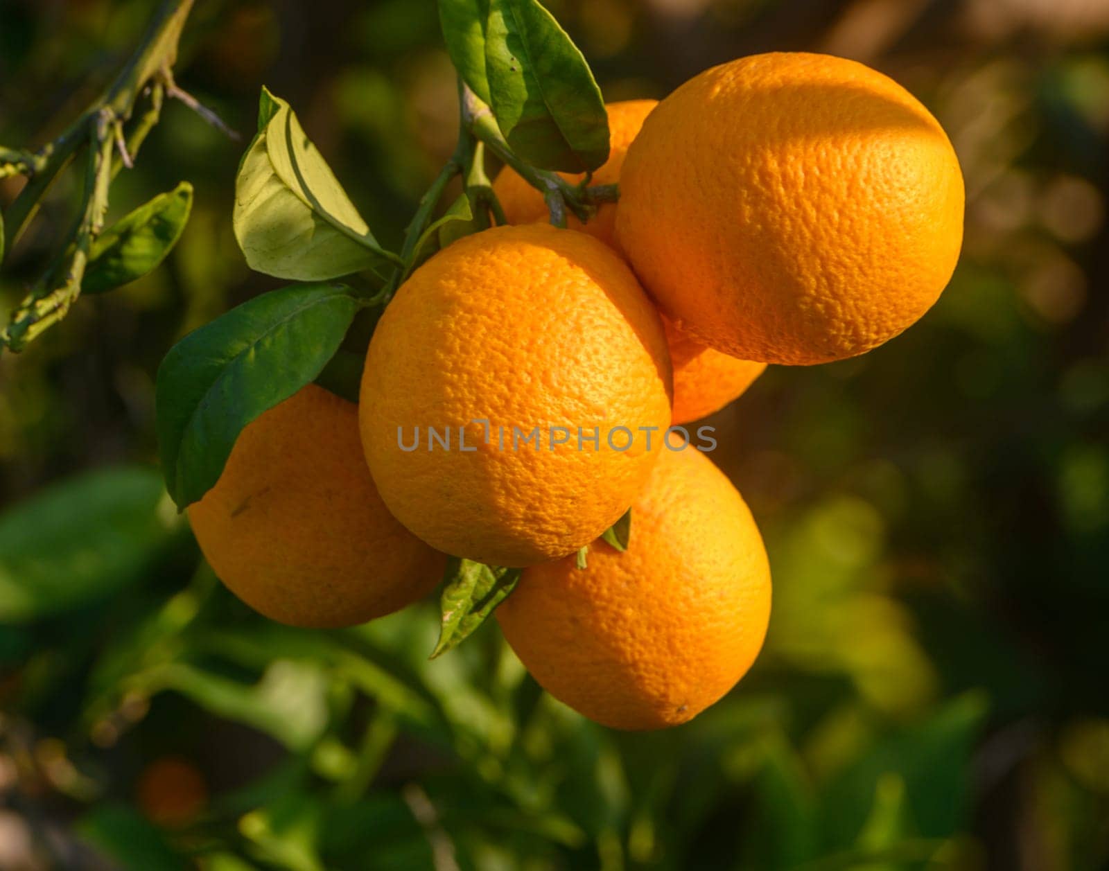 Lush oranges dangle from a tree branch, illuminated by golden sunlight in a peaceful orchard.