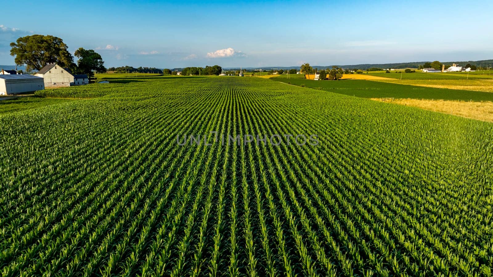 Vast rows of green corn fill the landscape, flanked by farms and gently rolling hills under a bright sky. The scene captures the essence of rural life in the afternoon.