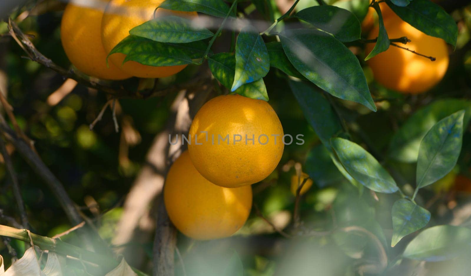 Golden oranges dangle from lush green branches in a tranquil orchard under bright sunlight.