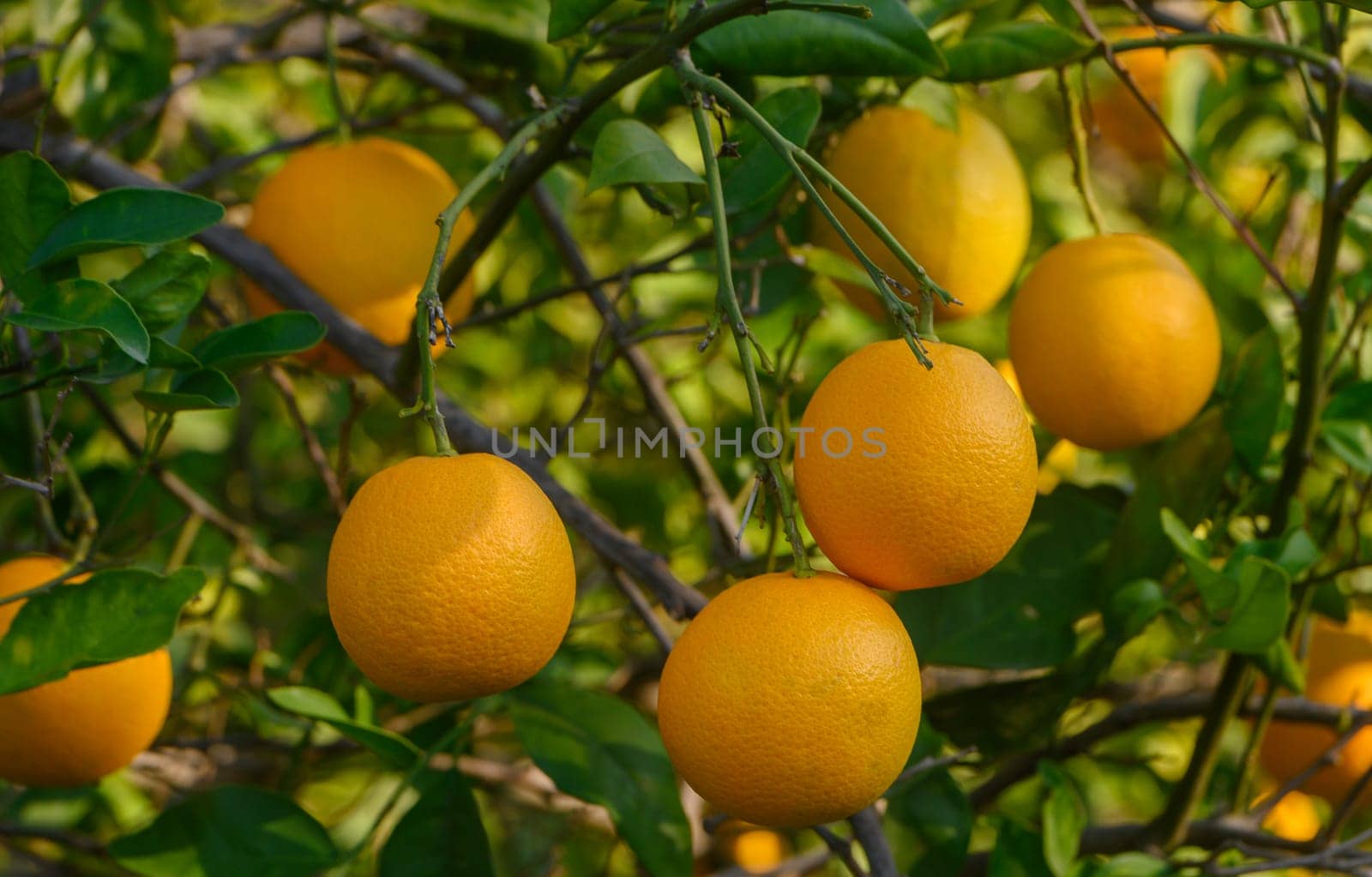 Bright oranges dangle from branches, showcasing their rich color against the vibrant greenery all around.
