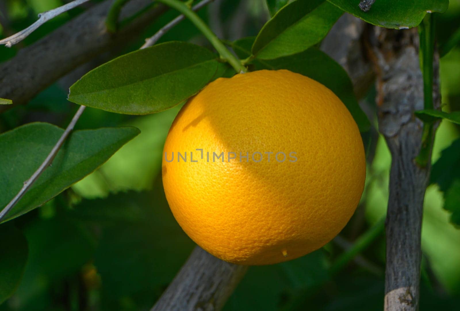 A vibrant orange fruit glows under sunlight, surrounded by rich green leaves in a thriving orchard.