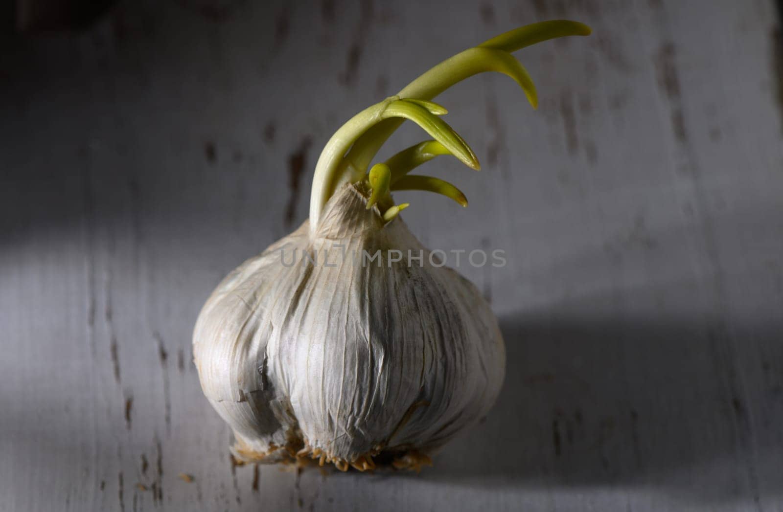 A sprouted garlic bulb rests on a weathered wooden table, showcasing vibrant green shoots reaching upward.
