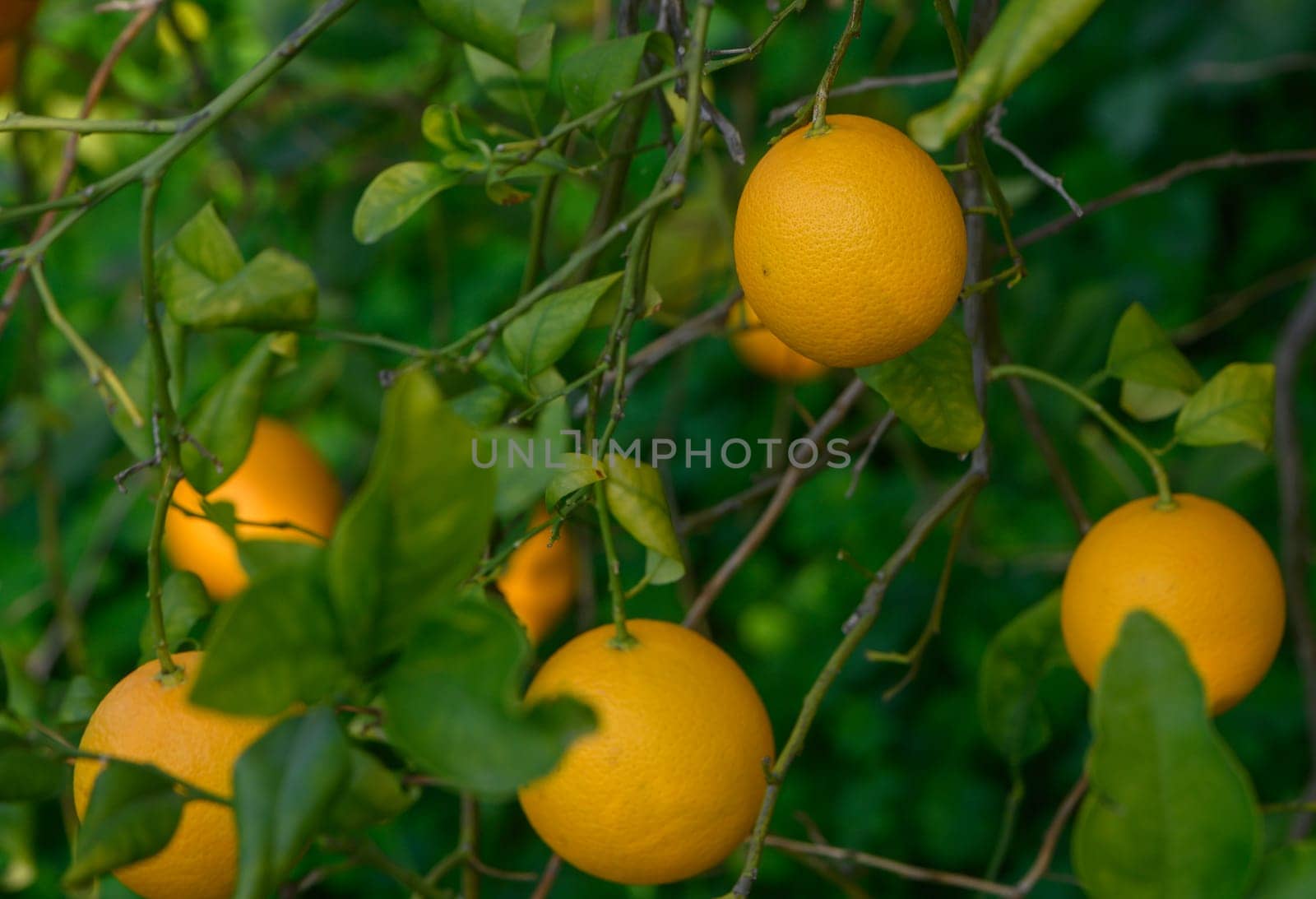 Juicy oranges dangle from vibrant green branches under the warm sun in a serene garden, showcasing nature's bounty.