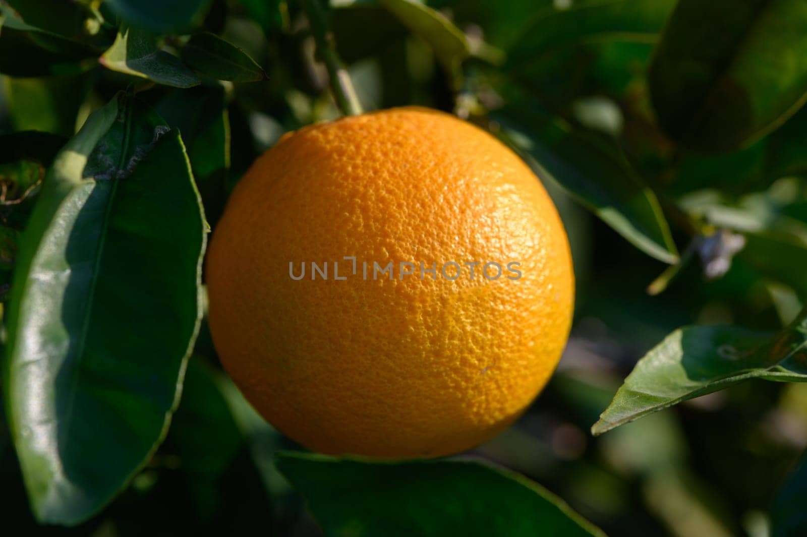A ripe orange dangles from a tree, surrounded by rich green foliage under the warm sunlight of late afternoon.